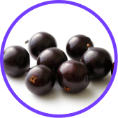 JABUTICABA